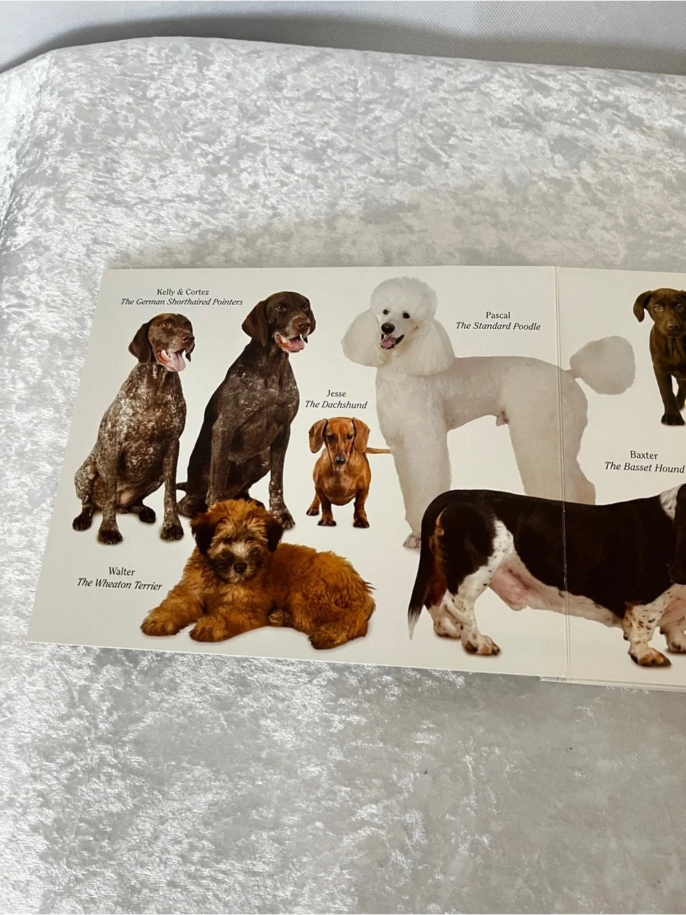 Dog Book by Matthew Van Fleet Doggone Fun for Little Ones kids